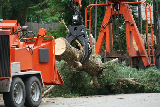 Grass Overseeding in Pilot Mountain, NC